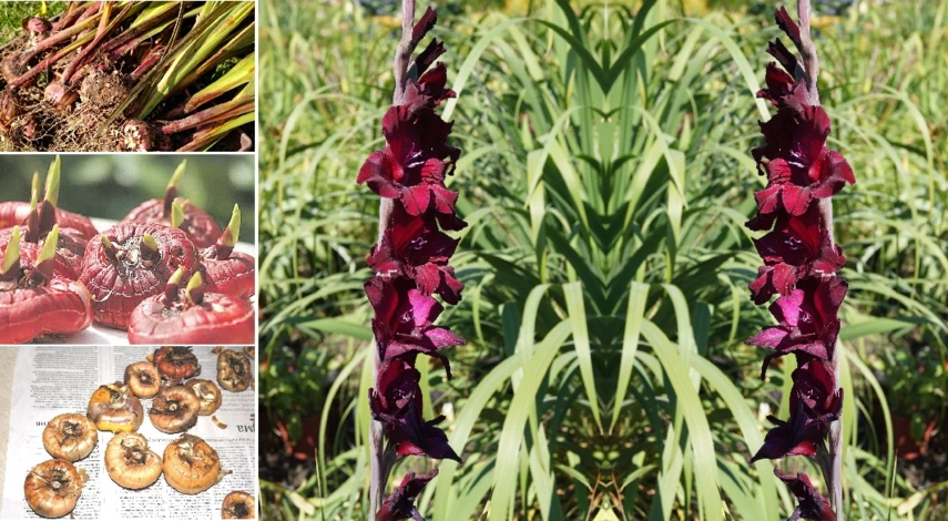 хранение луковиц гладиолусов