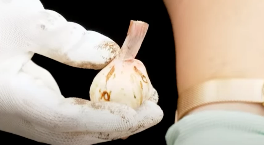 гладиолус хранение зимой