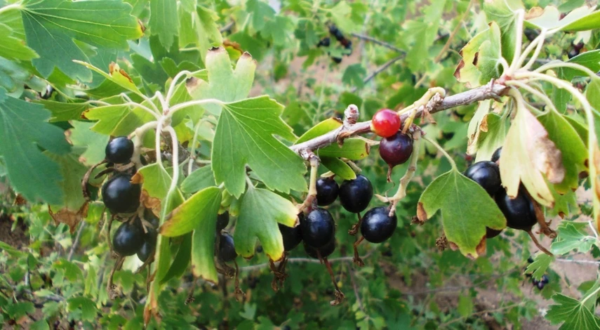 смородина золотистая ягоды