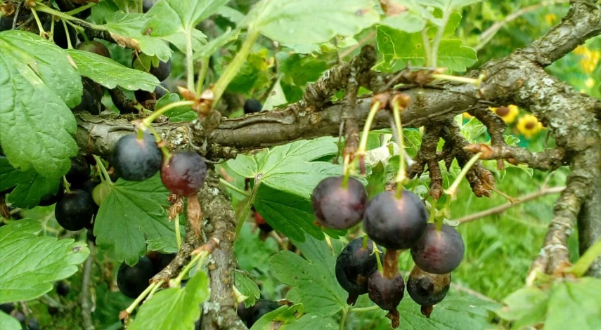 йошта гибрид смородины и крыжовника