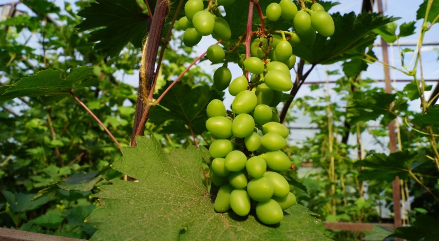 виноград в сибири