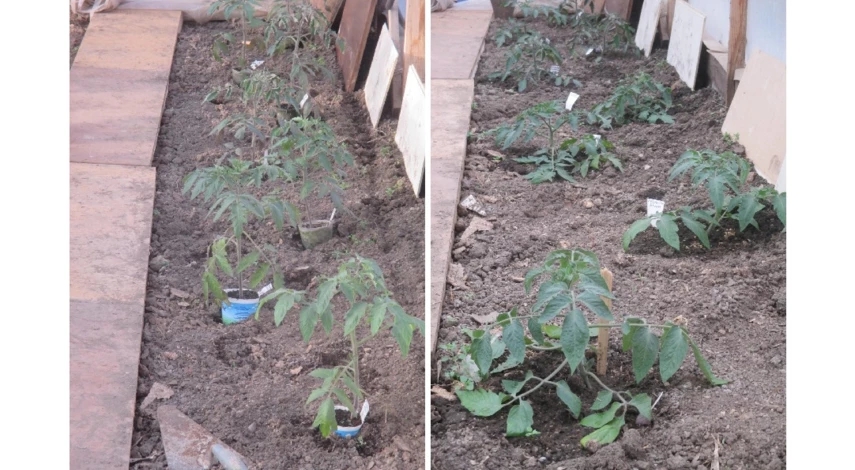 рассада после высадки в теплицу