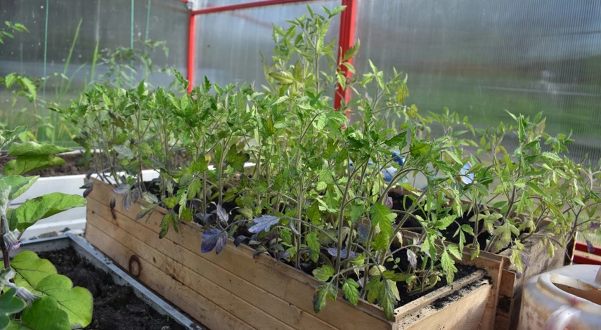 рассада после посадки в грунт