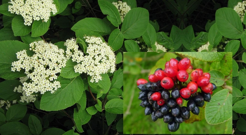 калина декоративная гордовина