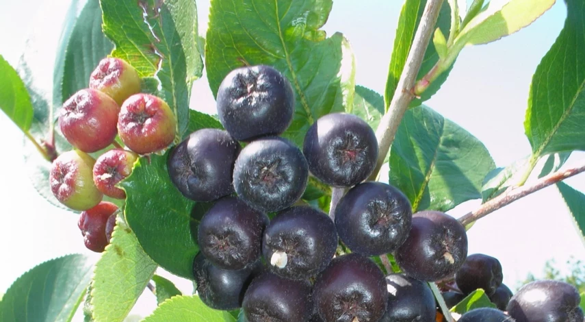 арония описание