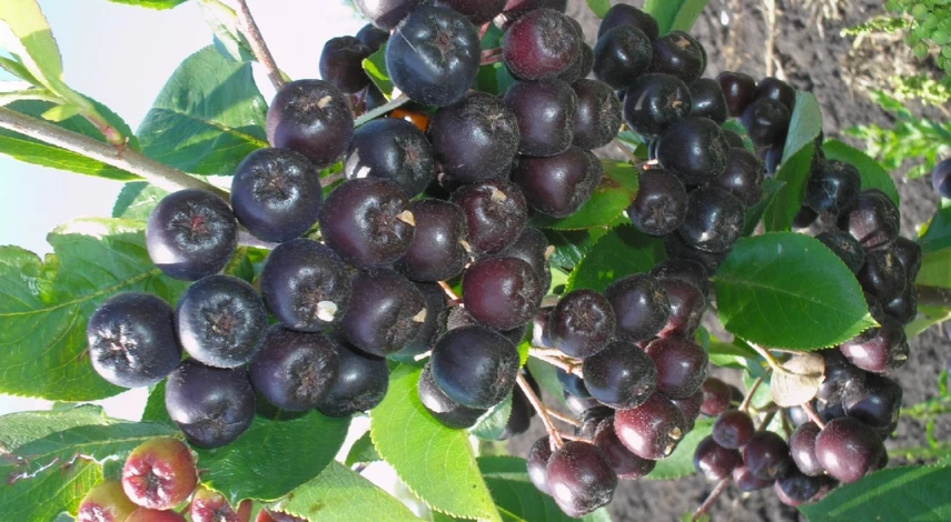 арония свойства