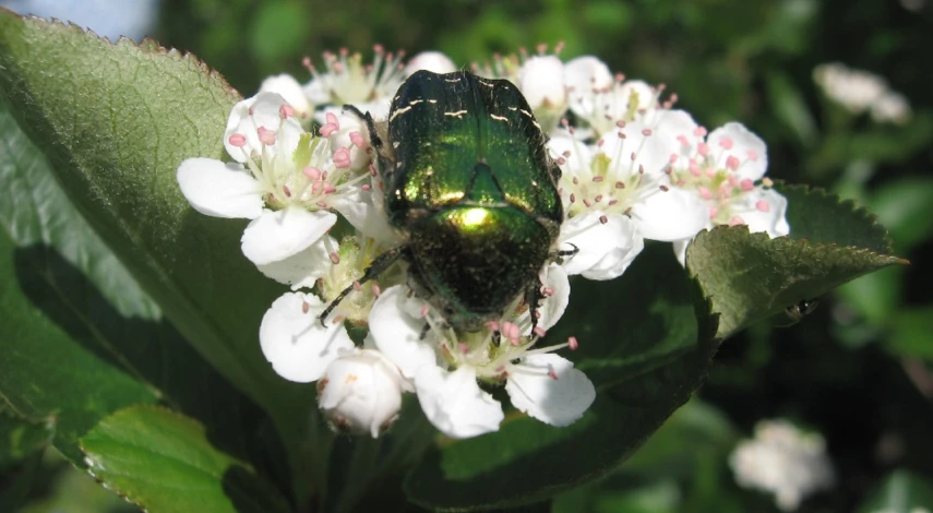 ягода арония