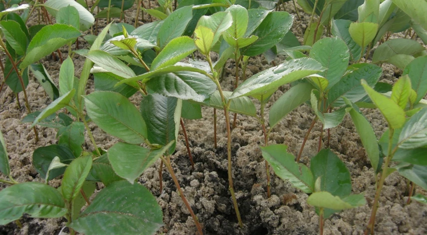 рябина арония