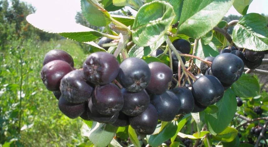 арония мичурина