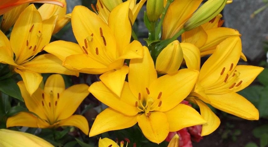 ЛА-гибриды лилий