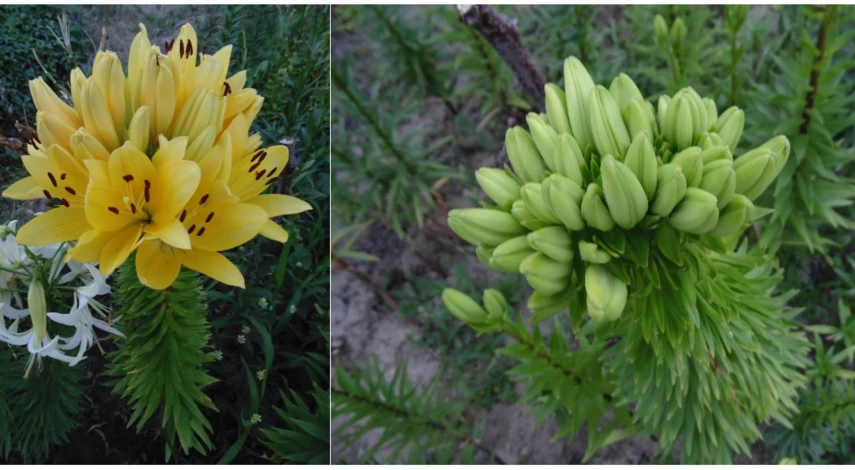 сорт лилии эль диво