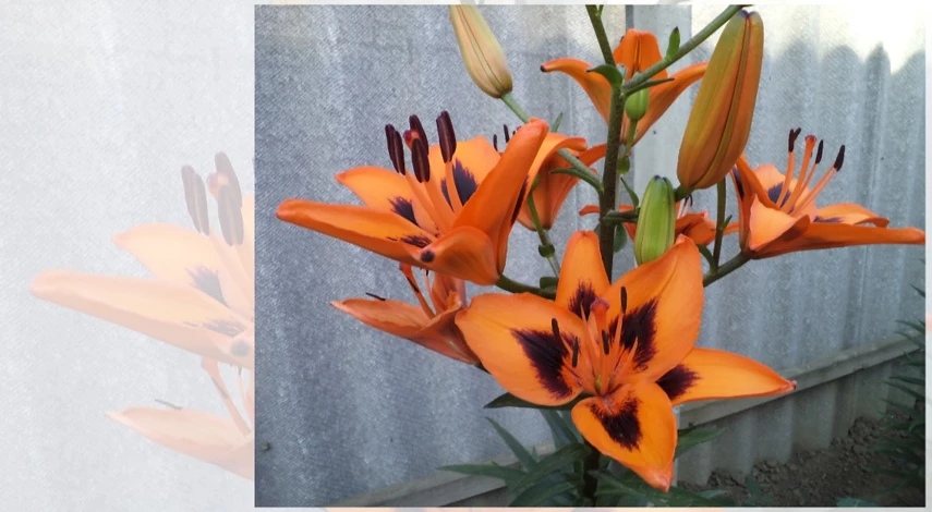 лилия тусом