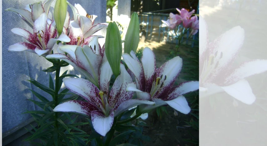 лилия танго кроссовер