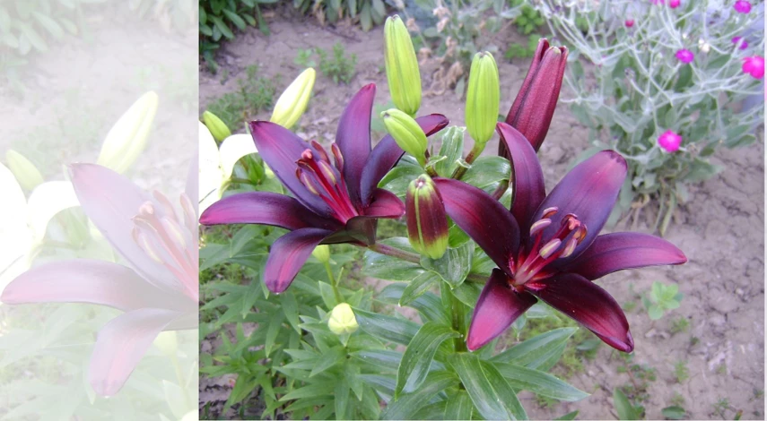 лилия ландини