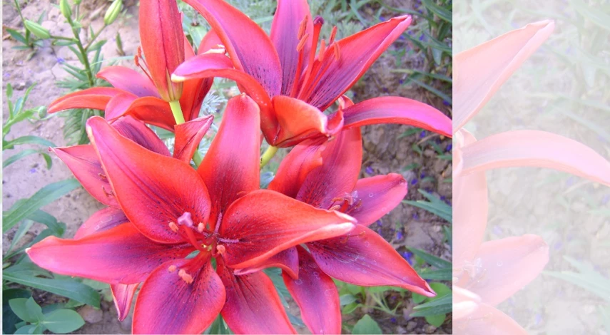 лилия мапира