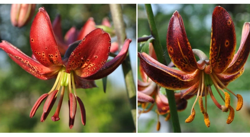 лилия мартагон