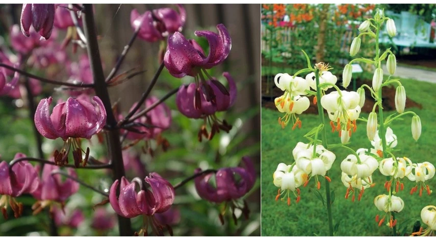 сорта лилия мартагон