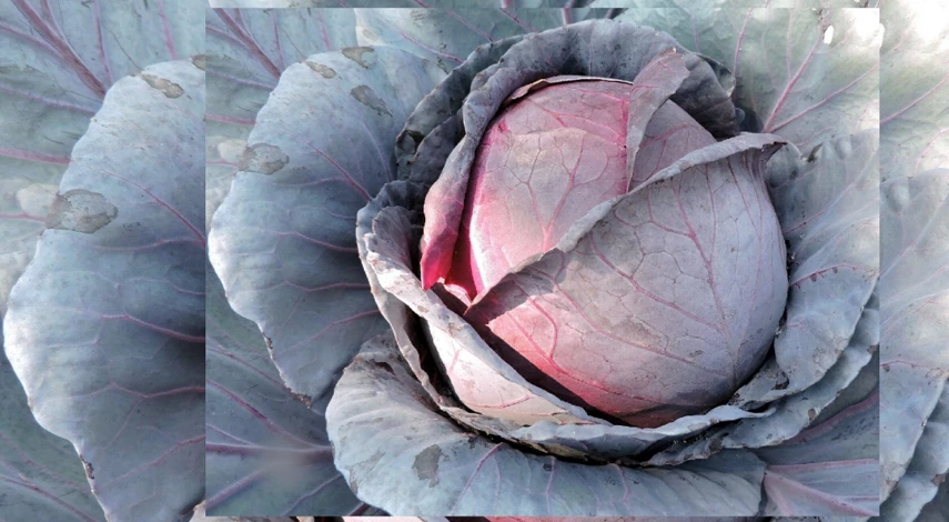 условия хранения капусты в погребе