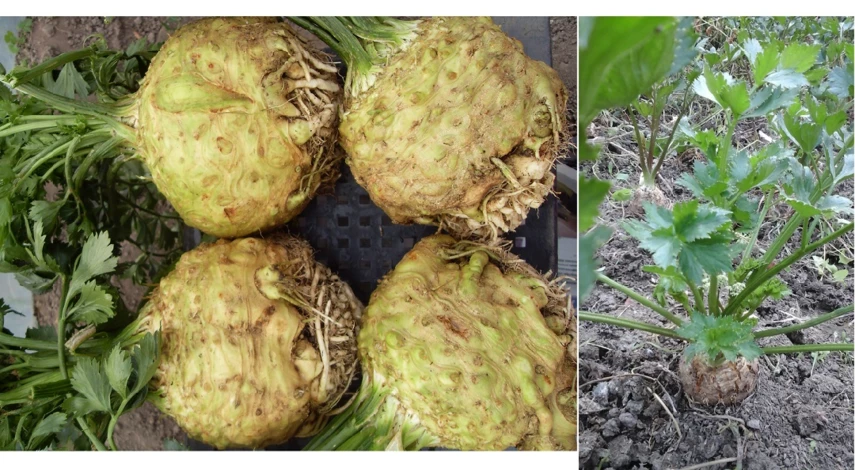 как хранить в погребе сельдерей