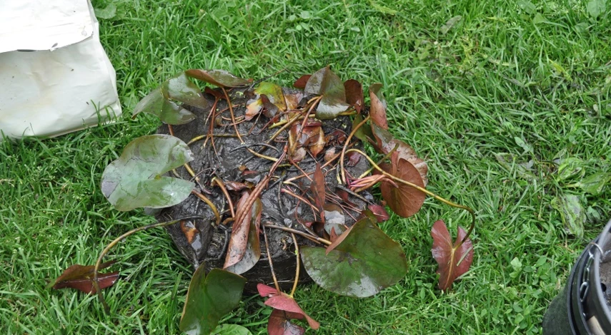 как посадить нимфею