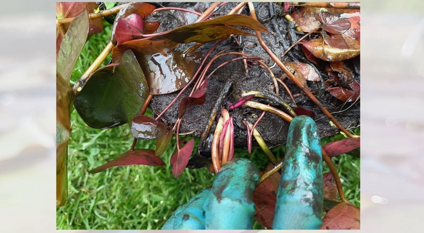 нимфея для пруда уход