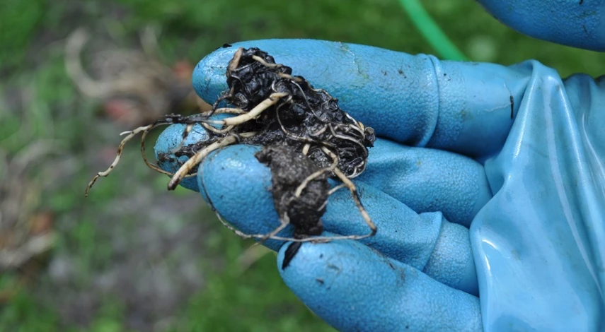 нимфея для пруда посадка и уход