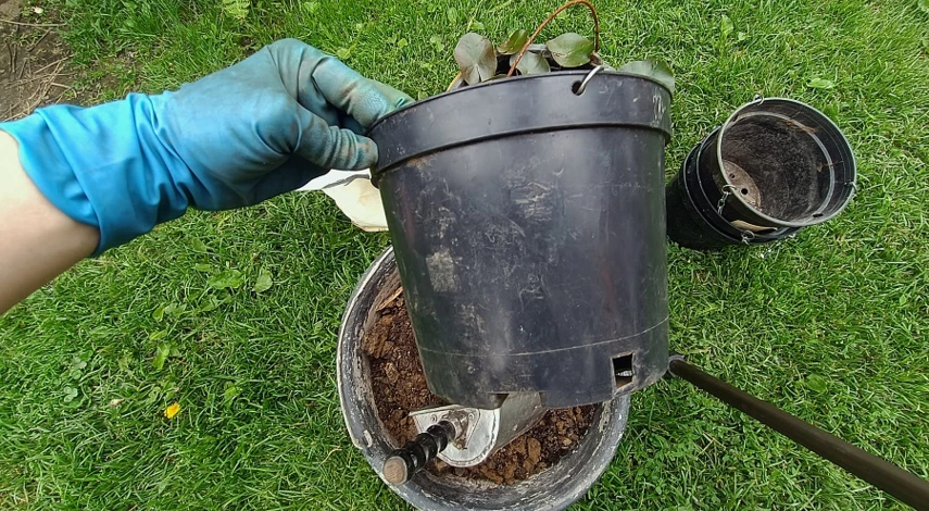 как сажать нимфею