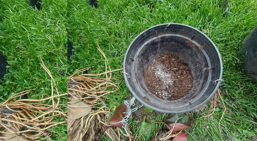 нимфея выращивание