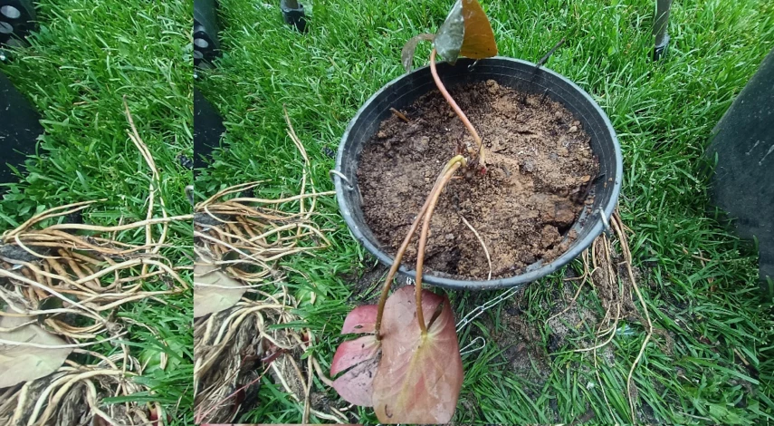 как посадить нимфею в пруд