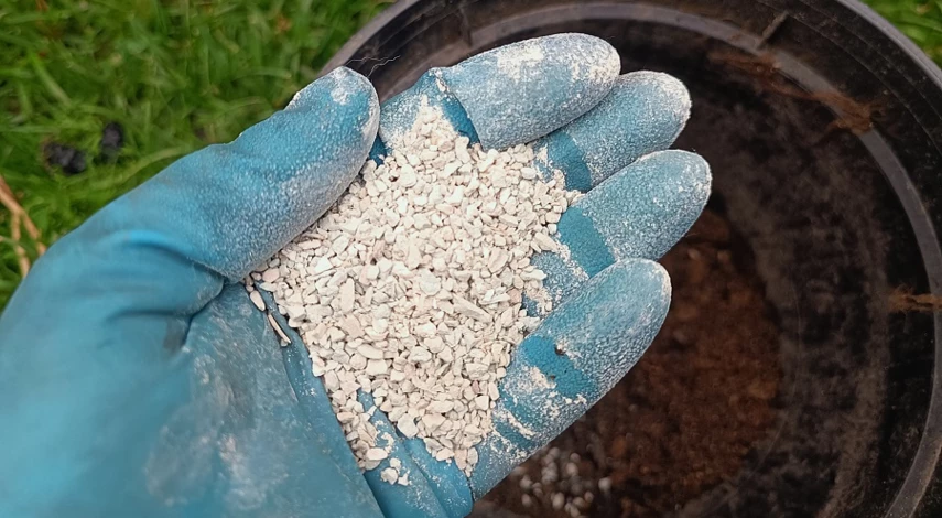 нимфея содержание