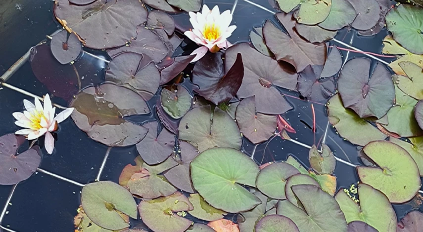 нимфея на какой глубине