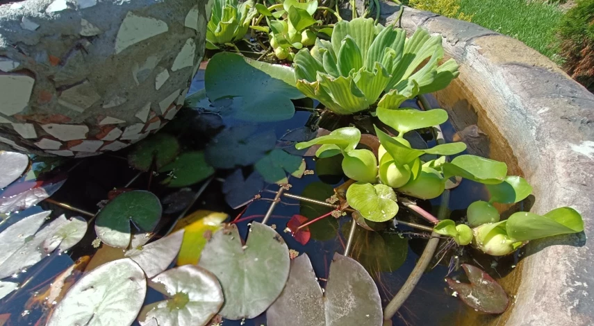 нимфея описание