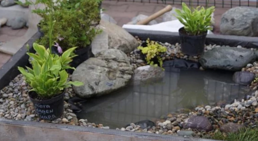 водяная лилия нимфея