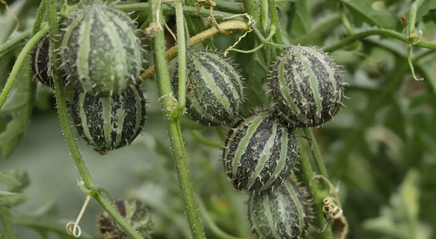 кукумис декоративный