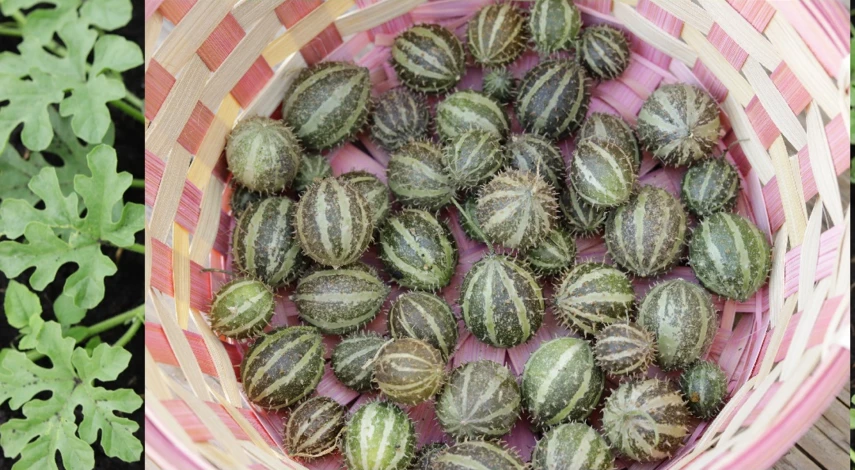 кукумис огурец