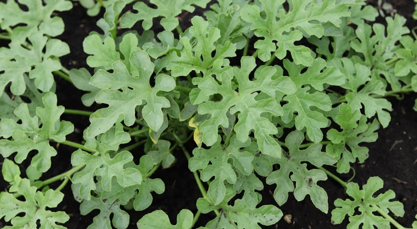 кукумис выращивание