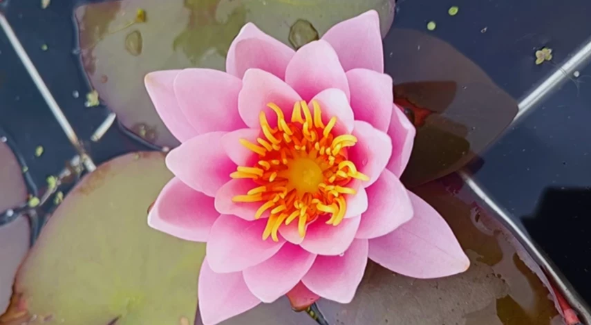 посадка нимфеи