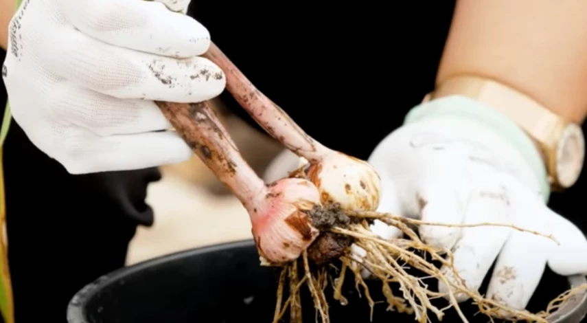 хранение гладиолусов зимой