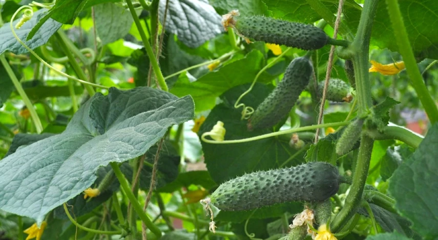 чем подкормить огурцы в июле народные средства