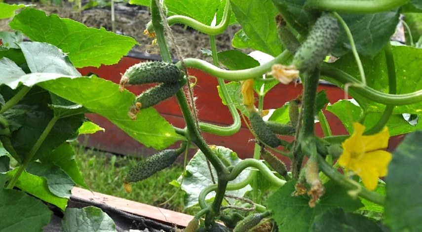 чем лучше подкормить огурцы в июле