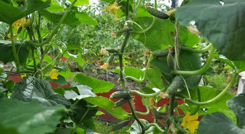 чем подкормить огурцы для плодоношения в июле