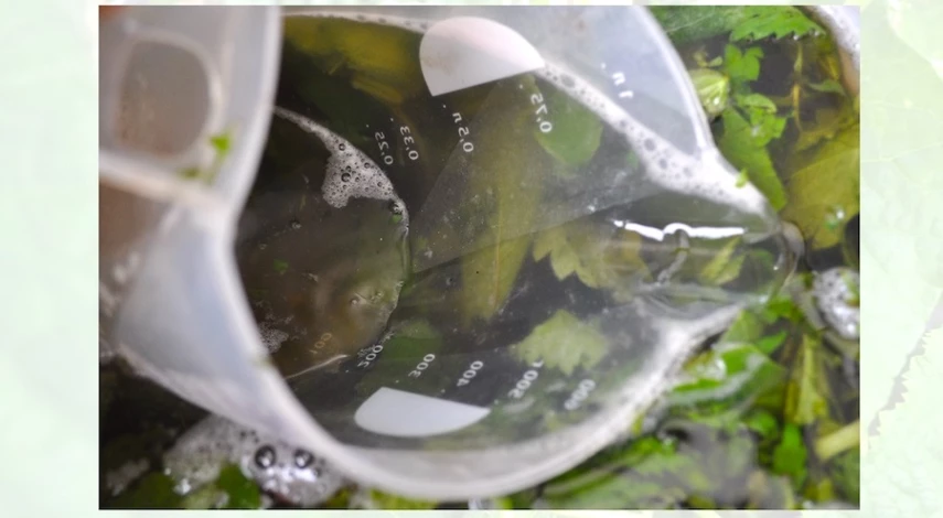 чем подкормить огурцы в конце июля