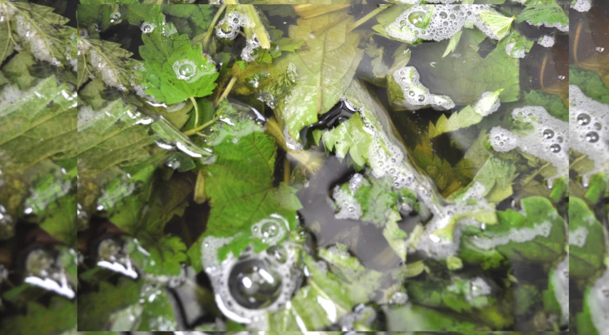 подкормить огурцы в июле для хорошего урожая