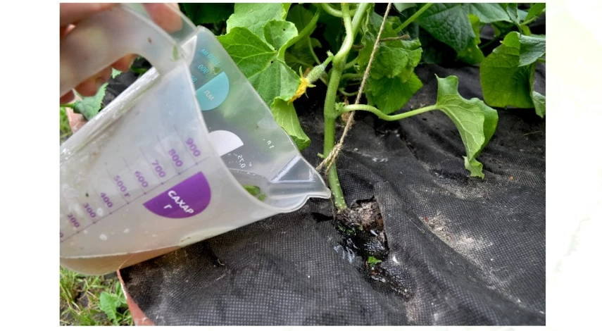 чем подкормить огурцы в начале июля