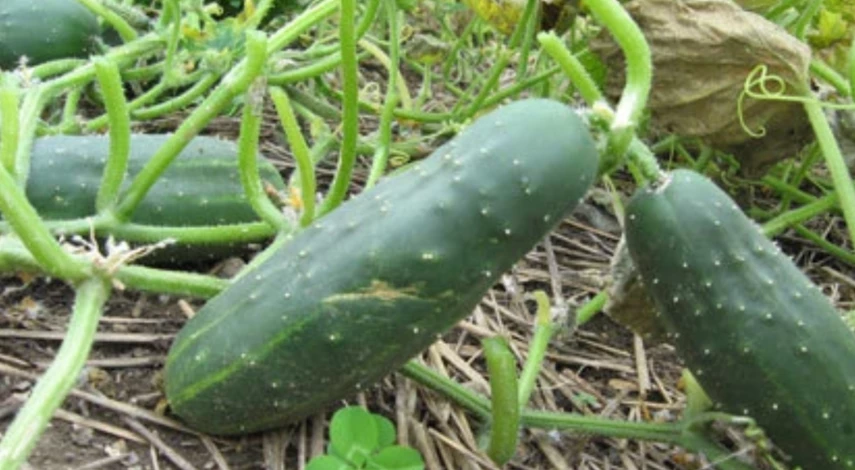чем подкормить огурцы в июле для завязи