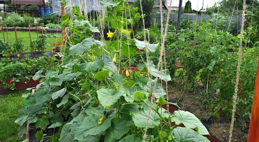 плохо растут огурцы чем подкормить в июле