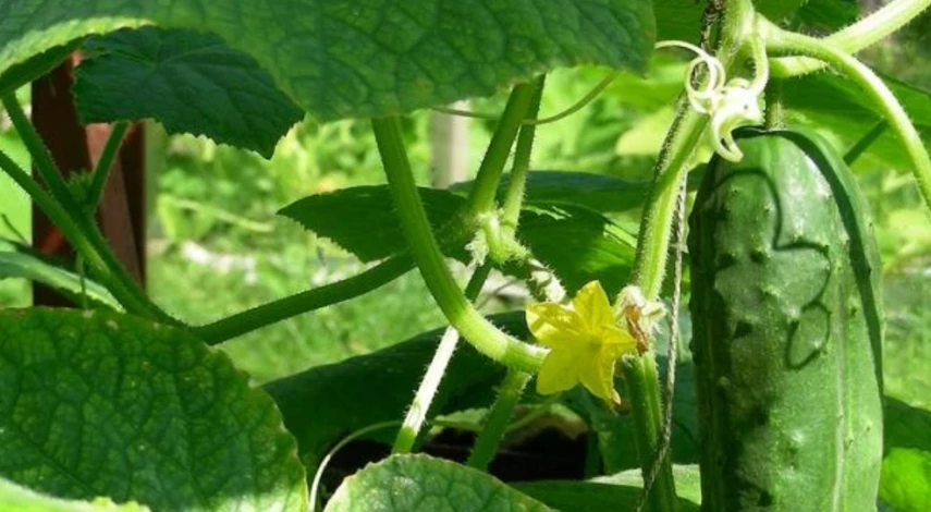 чем подкормить огурцы в июле для урожая