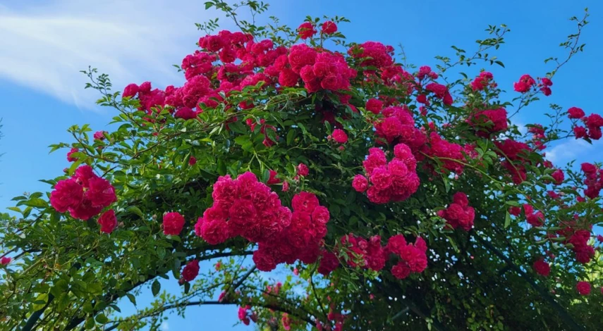 чем подкормить розы в июле