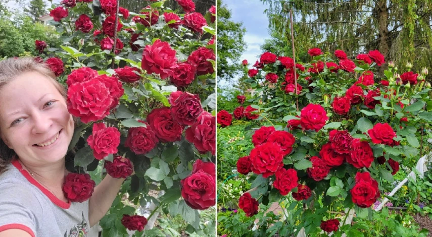 подкормить розы в июле для пышного цветения