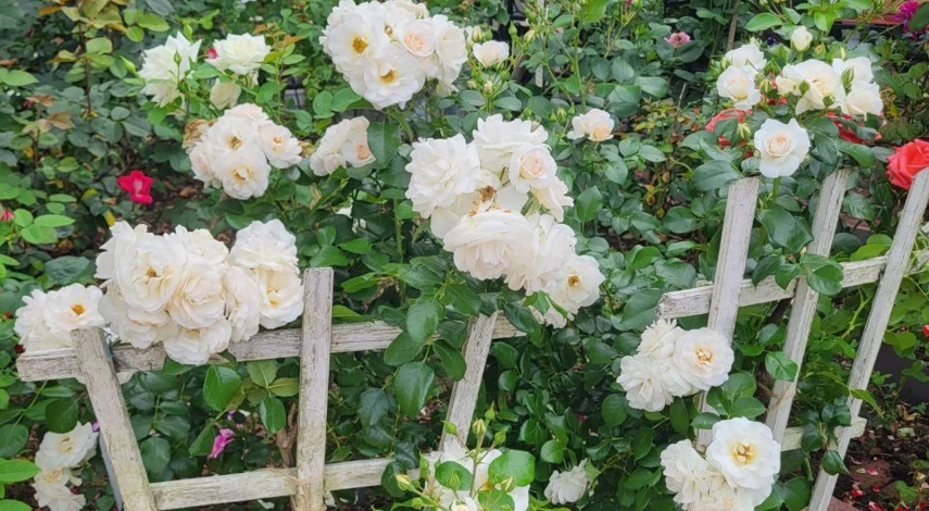 чем подкормить цветущие розы в июле